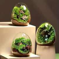 Elegant Glass For Terrarium